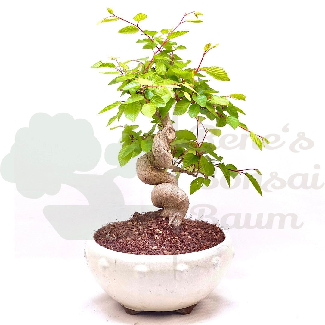 Koreanische Hainbuche ‚Carpinus turczaninowi‘